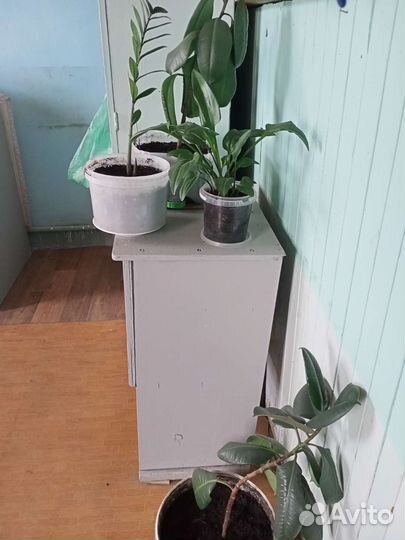 Фикус и поочее