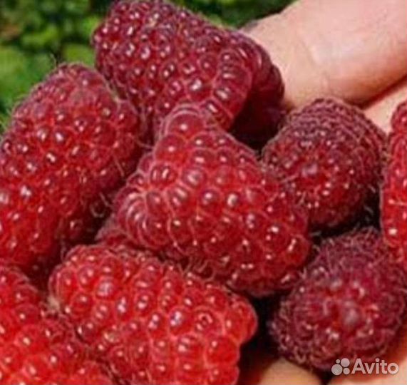 Ремонтантная малина