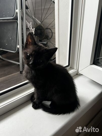 Котенок мейн-кун метис