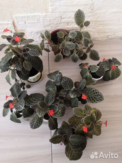 Комнатные растения цветы