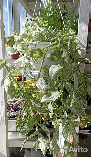 Комнатные цветы для озеленения большие кашпо