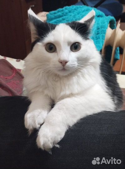 Отдам кота в добрые руки