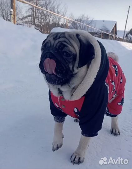 Одежда для собак