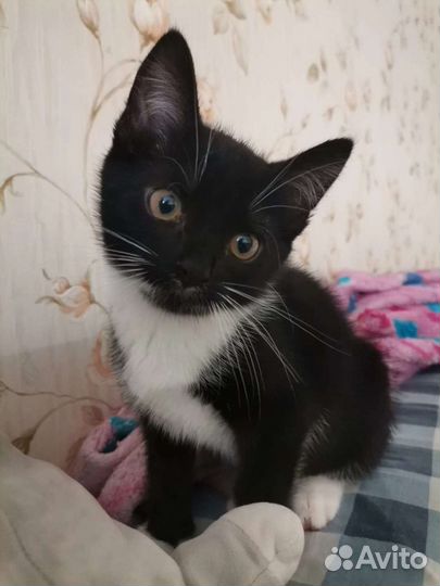 Котенок девочка в добрые руки