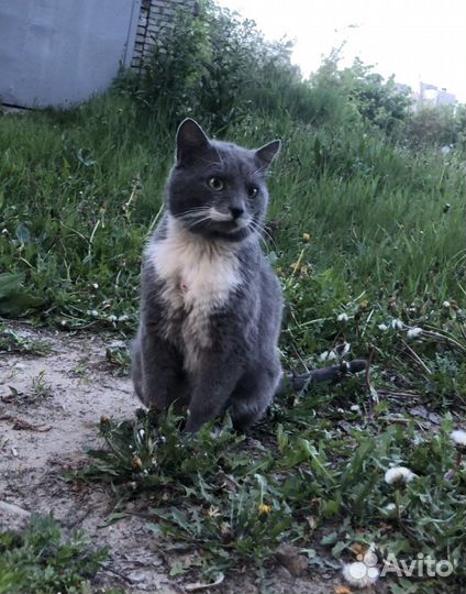 Кошка в дар бесплатно