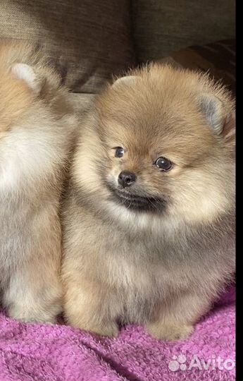 Померанский шпиц девочка дорого