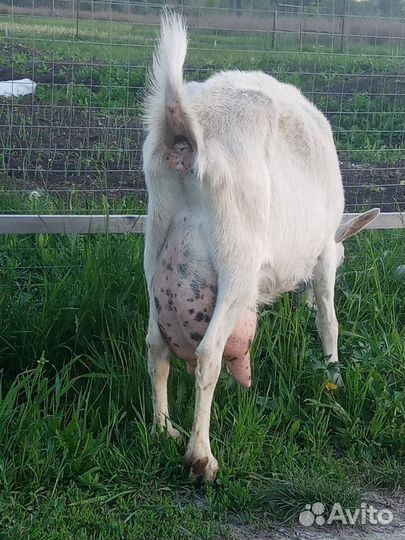 Козы разные