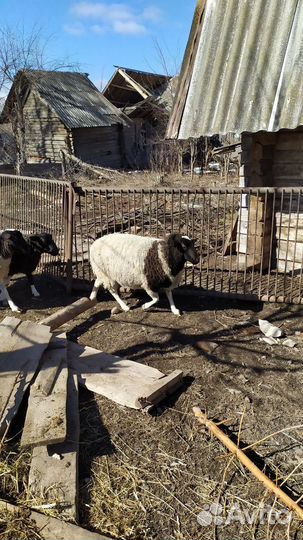 Овцы бараны дорпер