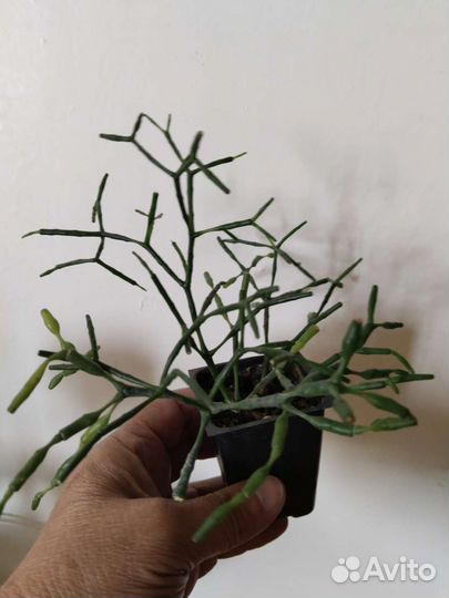 Суккуленты