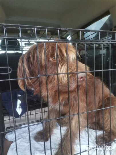 Зоотакси.перевозка животных