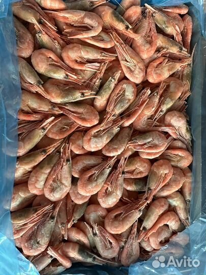 Креветка Северная опт/розница
