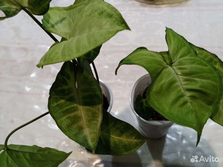 Сортовые Сингониумы и Аглаонемы