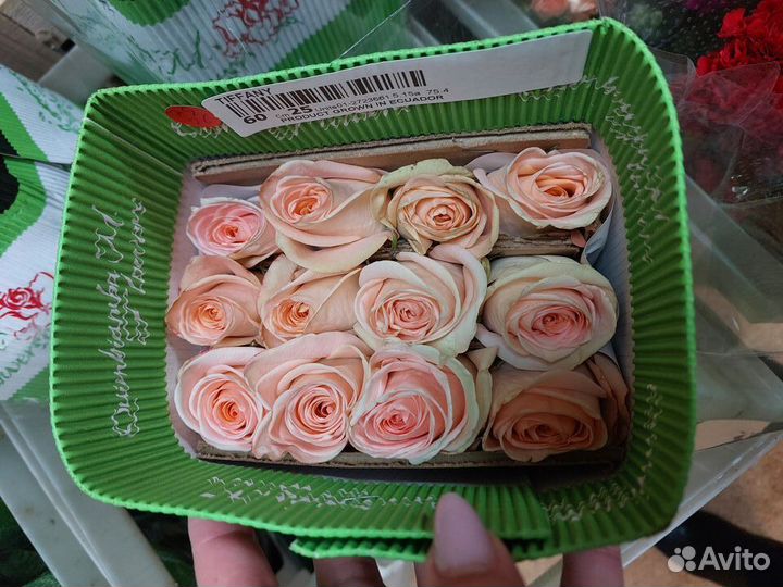 Роза Эквадор