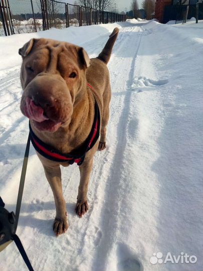 Шарпей в добрые руки