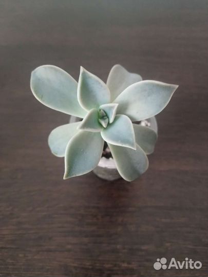 Суккуленты