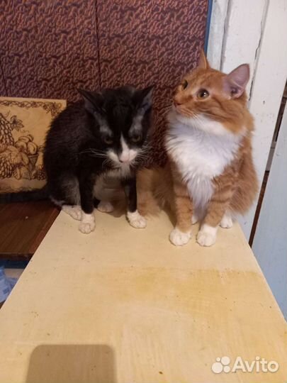 Шикарные котята