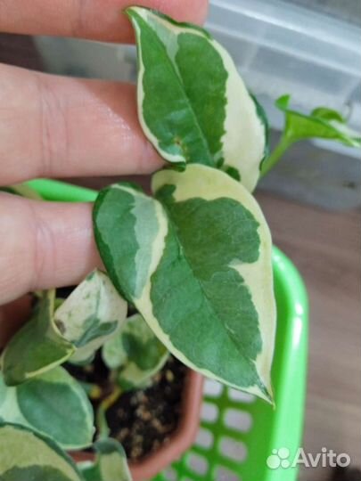 Эпипремнум Н джой