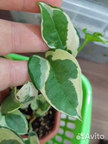 Эпипремнум Н джой