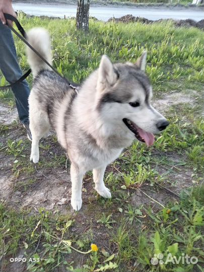 Собака хаски
