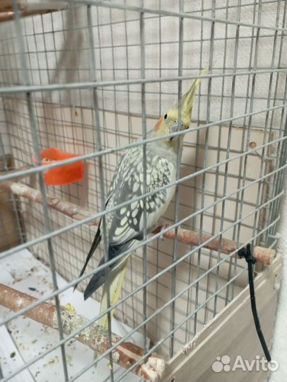 Попугай корелла с клеткой