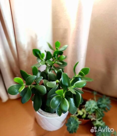 Крассула толстянка