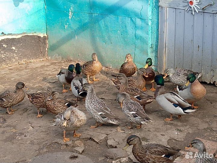 Подсадные утки для охоты