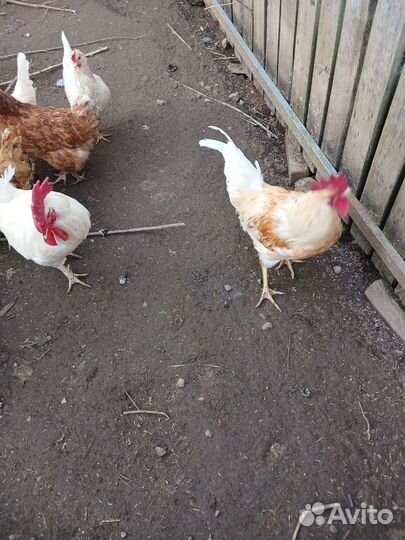 Продам молодых Петушков