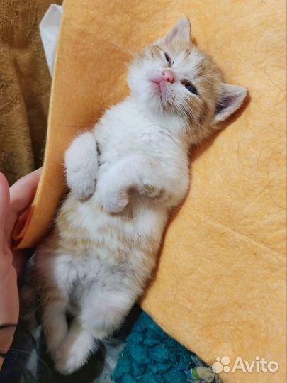 Солнечный мальчик ищет дом