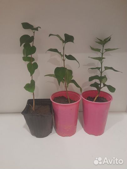 Сирень Красавица Москвы