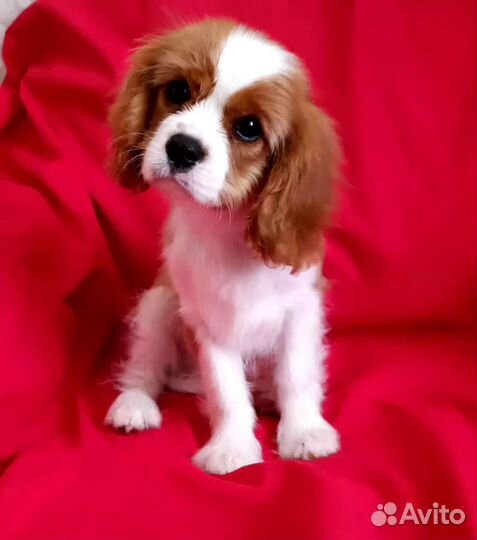 Кавалер Кинг Чарльз спаниель щенки