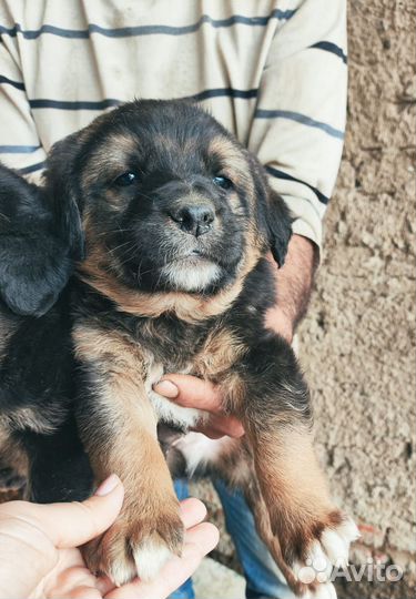 Собака щенок мальчик братики