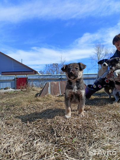 Щенки в добрые руки даром