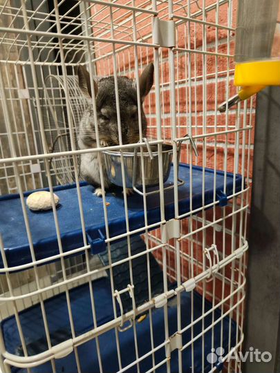 Шиншилла с просторной клеткой