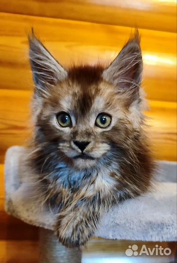 Котята мейн-кун