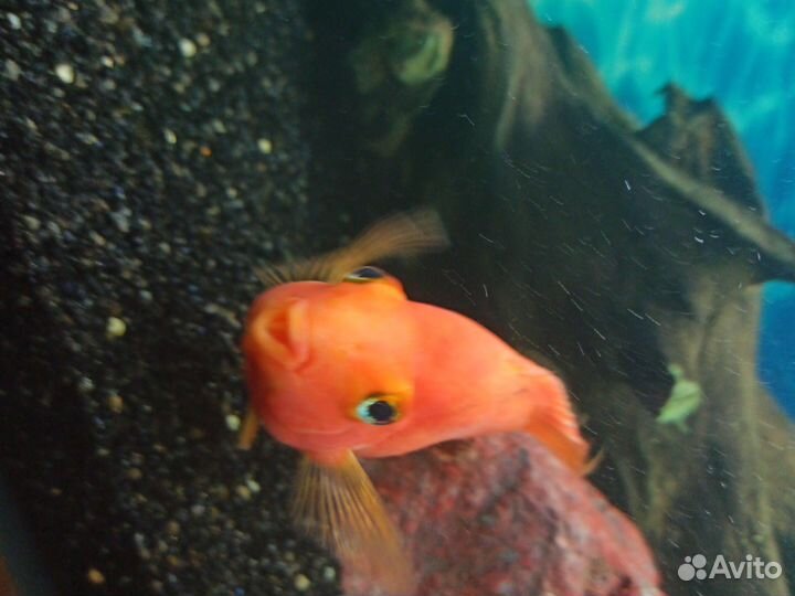 Аквариумные рыбки цихлиды