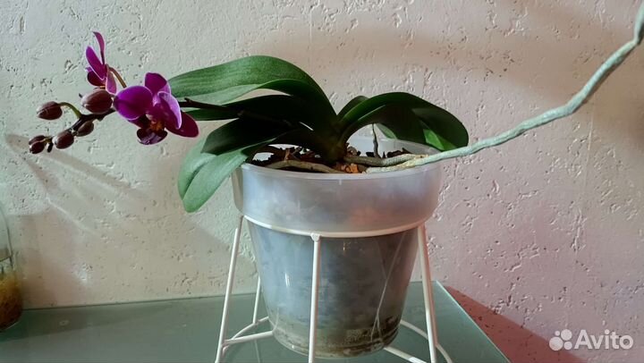 Орхидеи домашние