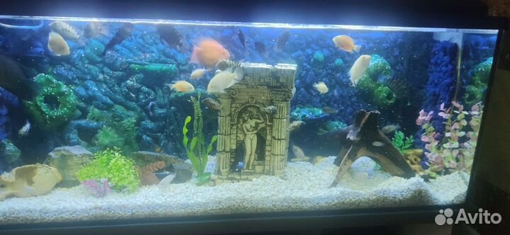 Аквариум с тумбой 450л