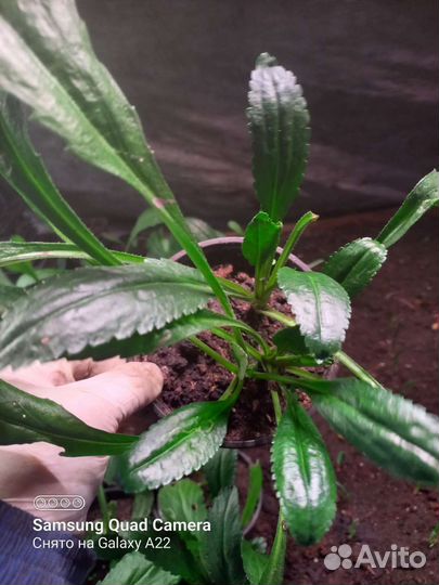 Невянник Махровый, Маргаритки