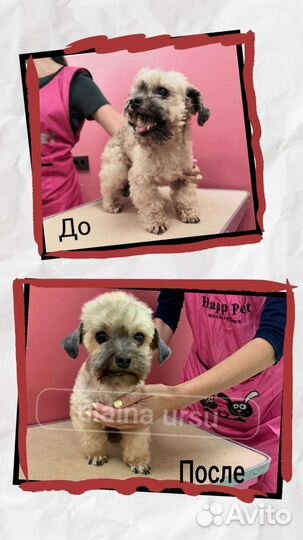 Груминг Тримминг Стрижки