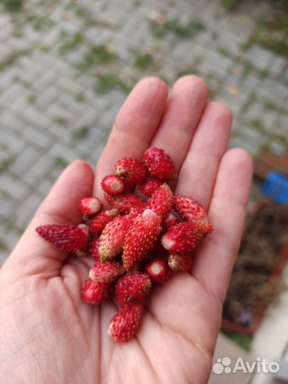 Земляника ремонтантная кустики