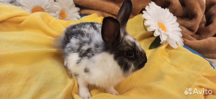 Декоративные кролики