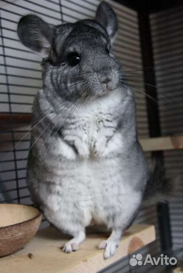 Передержка животных. Зооняня