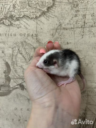 Ручные Крысята Дамбо