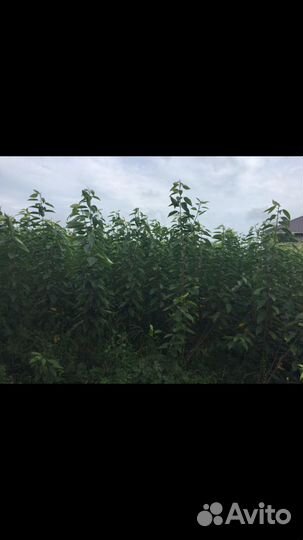 Саженцы черешни