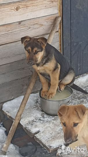 Немецкая овчарка. Помесь