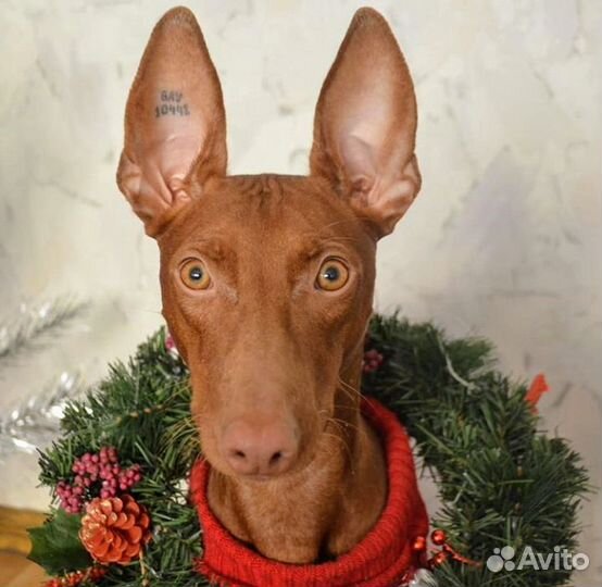 Приглашаем чирнеко