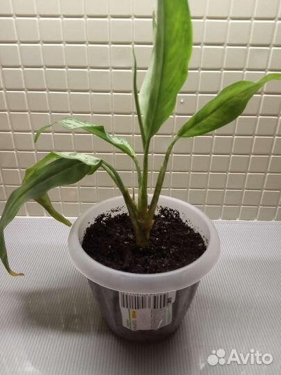 Нотокактусы, Опунция, Сансевиерия и Сингониум