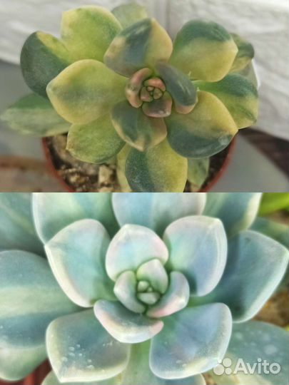 Суккуленты, кактусы