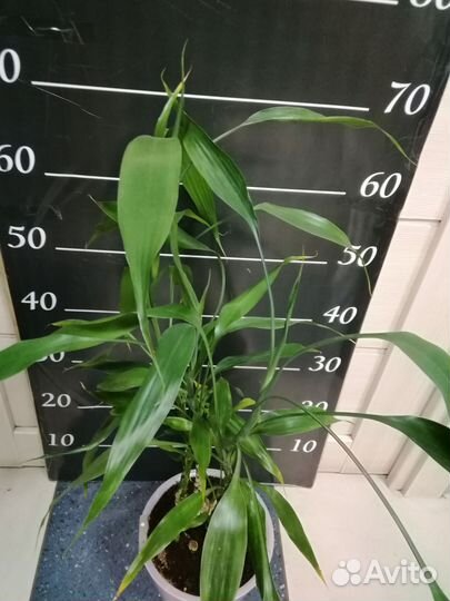 Драцена - бамбук