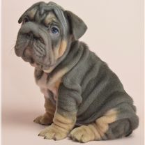 Французский бульдог, щенок